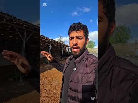 السقف بالقصب والتراب للكسيبة