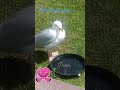 #Puddles beak me down watering pan for Patch 🤣💕💃🎤☀️