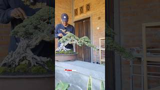 inspirasi The Best Bonsai Santigi Sultan  Bersama Mr Made Baktiyasa bonsai bonsaiindonesia