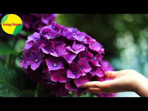 Video: Las mejores flores para alérgicos para su jardín