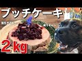 【大食い犬ASMR】手作りブッチケーキに鹿生肉添え２kgを爆食いする誕生日ご飯衝撃動画【アメリカンブリー】 　Dog eats raw meat and bones