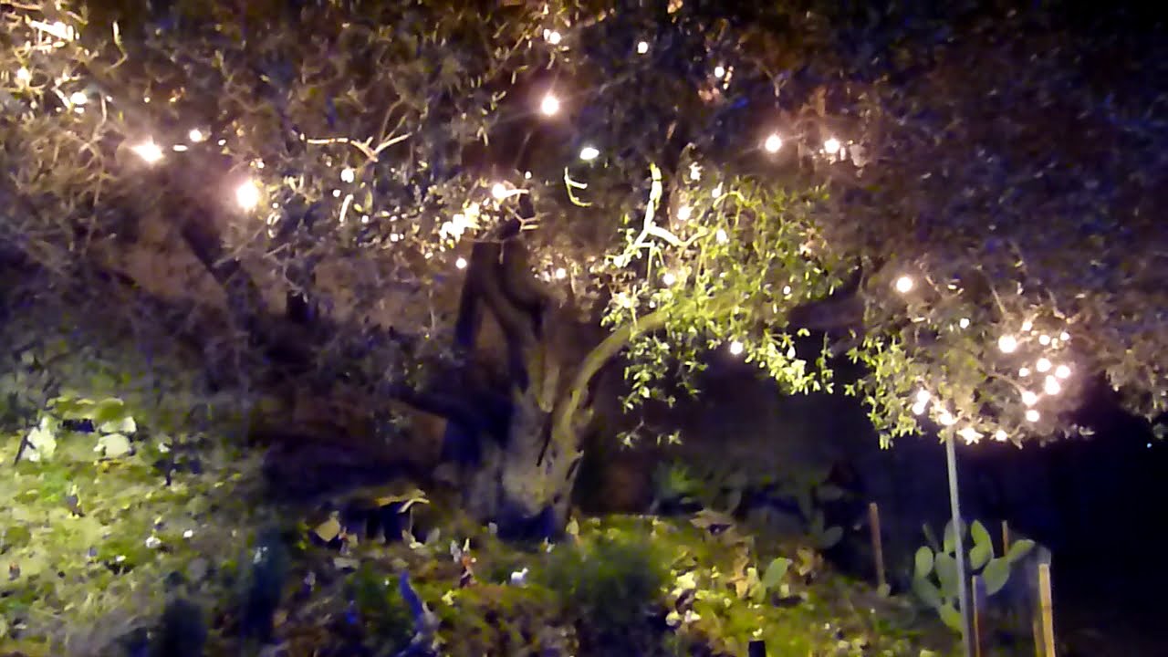 CONTRADA MASTRISSA - LA CIARAMEDDA (ZAMPOGNA) NATALIZIA DAVANTI AL PRESEPE