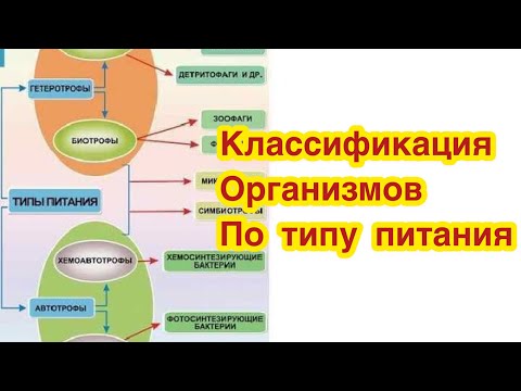 Классификация  организмов по типу питания. Автотрофы, гетеротрофы