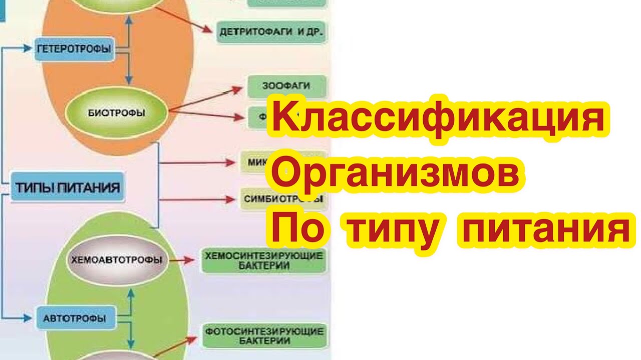 Детритофаг биология. Тип питания биотрофы. Детритофаги по типу питания. Детритофаги и сапротрофы. Типы клеточного питания 10 класс.