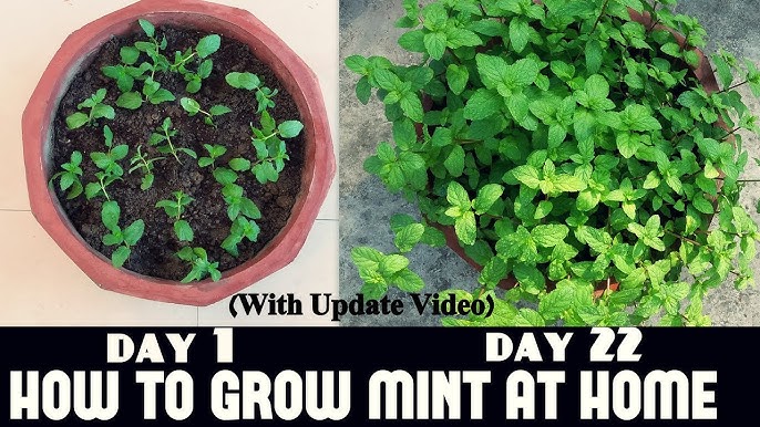Grow mint at home (mint plant, recommend using, experience this) Grow mint at home