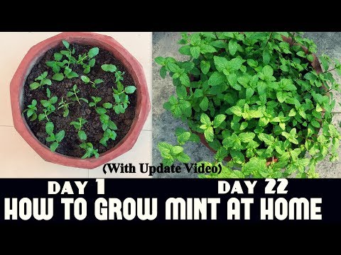 Video: Growing Mint At Home