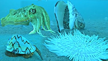 Anh Em Pháp Phát Hiện Nhiều CÁ NGỰA MỰC NANG ỐC TO Ở Hụt Nước Sâu | P 539