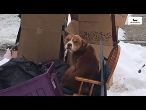 loyal-dog-waits-for-his-master-after-abandon-him