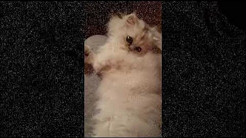 Watch the video about Cuccioli Persiani Chinchilla e Silver vi presento la mia famiglia pelosa