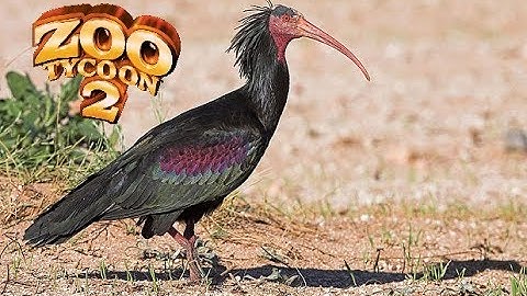 Zoo Tycoon 2: Northern Bald Ibis Exhibit speed build