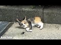 子猫!発見!公園猫について行くと、かわいい2匹の子猫が待っていた!