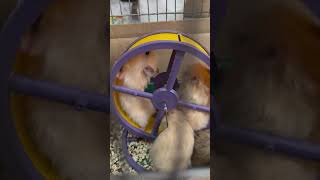 Hamsters - Хомяки -Spinning spinning