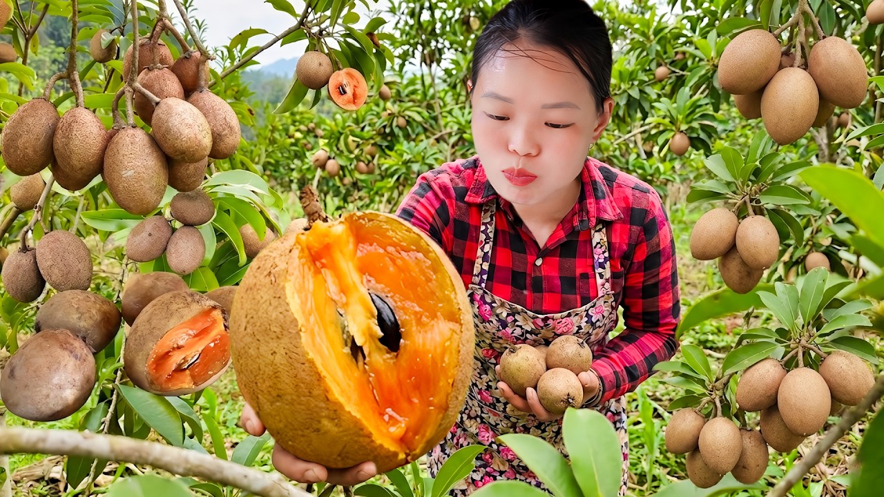 A Busy Farm Day: Preparing Corn Fields and Harvesting Sapodillas to Sell at Market with Huong