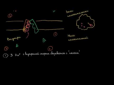 Бейне: Натрий калий сорғысының рөлі қандай?