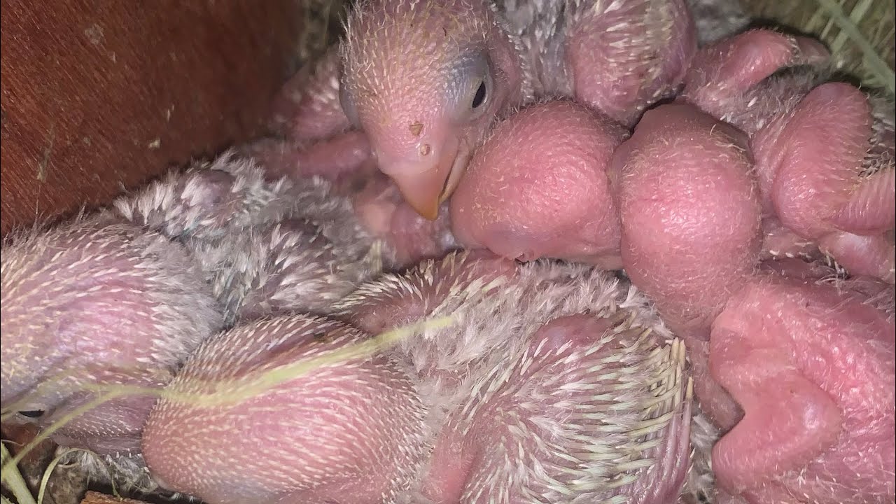 فيديو رقم 2 طريقة انتاج الروز والكروان والبادجي والكويكر والكنيور