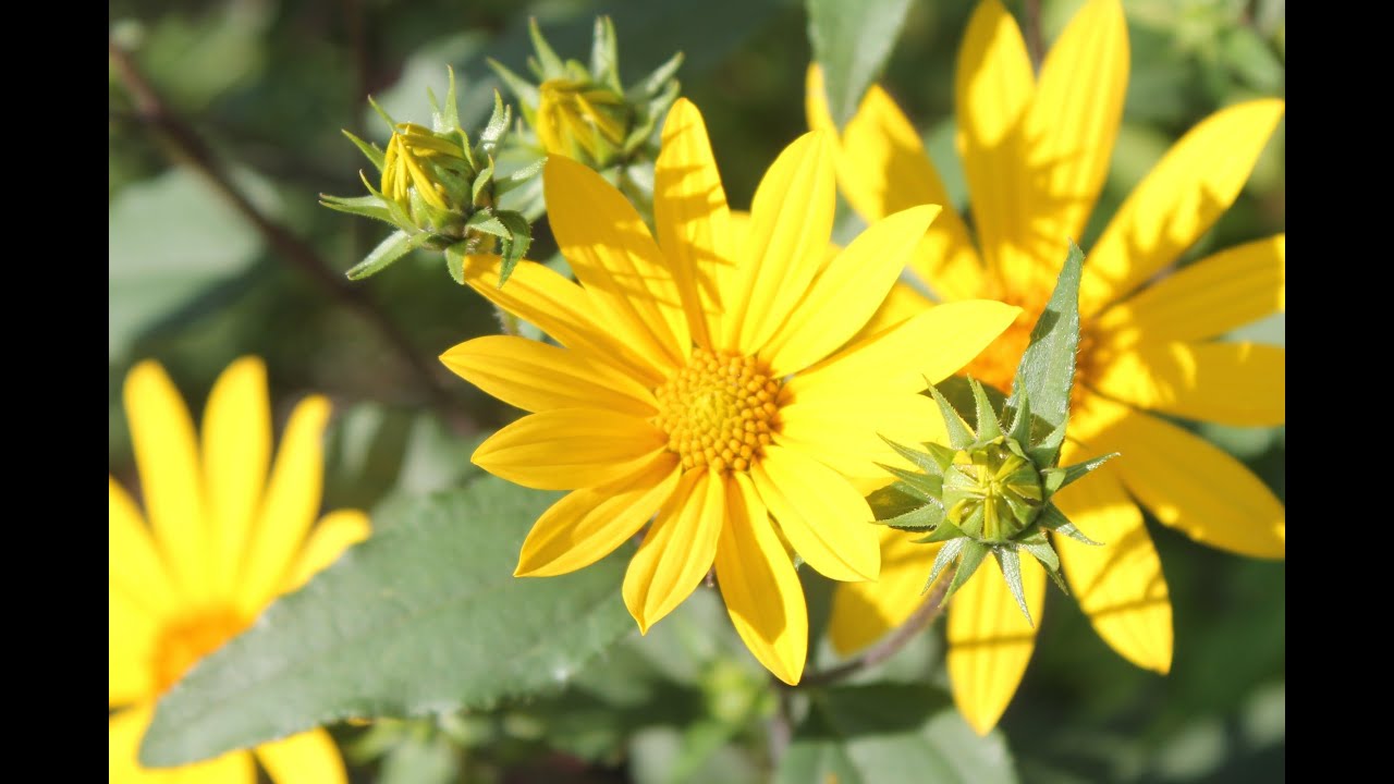 Love to Dagocleo & His Family & reply to SpookyUniversity