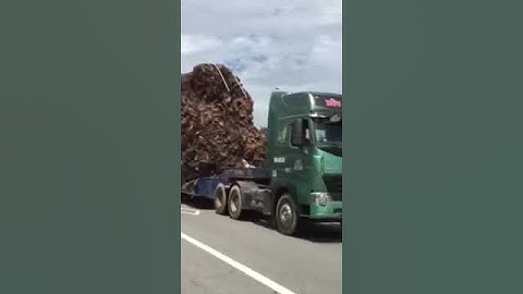 Vận chuyển Cây Đa khoảng 200 Tuổi