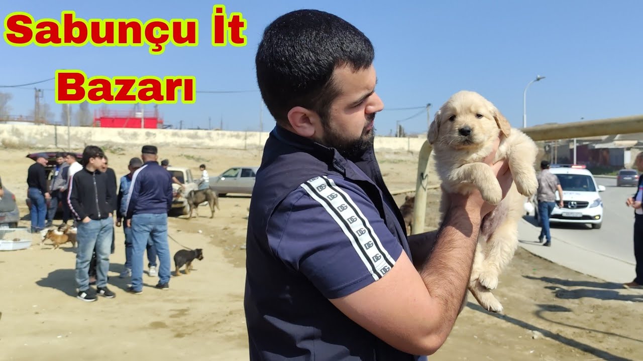 Sabunçu İt Bazarı  16 mart 2025 @y.ali_game