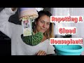 Rescuing Glued Down Houseplants! How To Remove Glue From Big Box Store Plants!