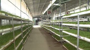 TP. Hồ Chí Minh phát triển mô hình trồng rau sạch theo tiêu chuẩn VietGAP