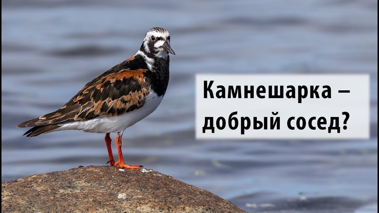 Наблюдаем за камнешаркой (Arenaria interpres): насиживание и агрессивное поведение.