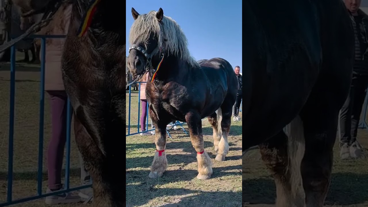 Discover the Differences Between Majestic Horse Breeds 🐴✨