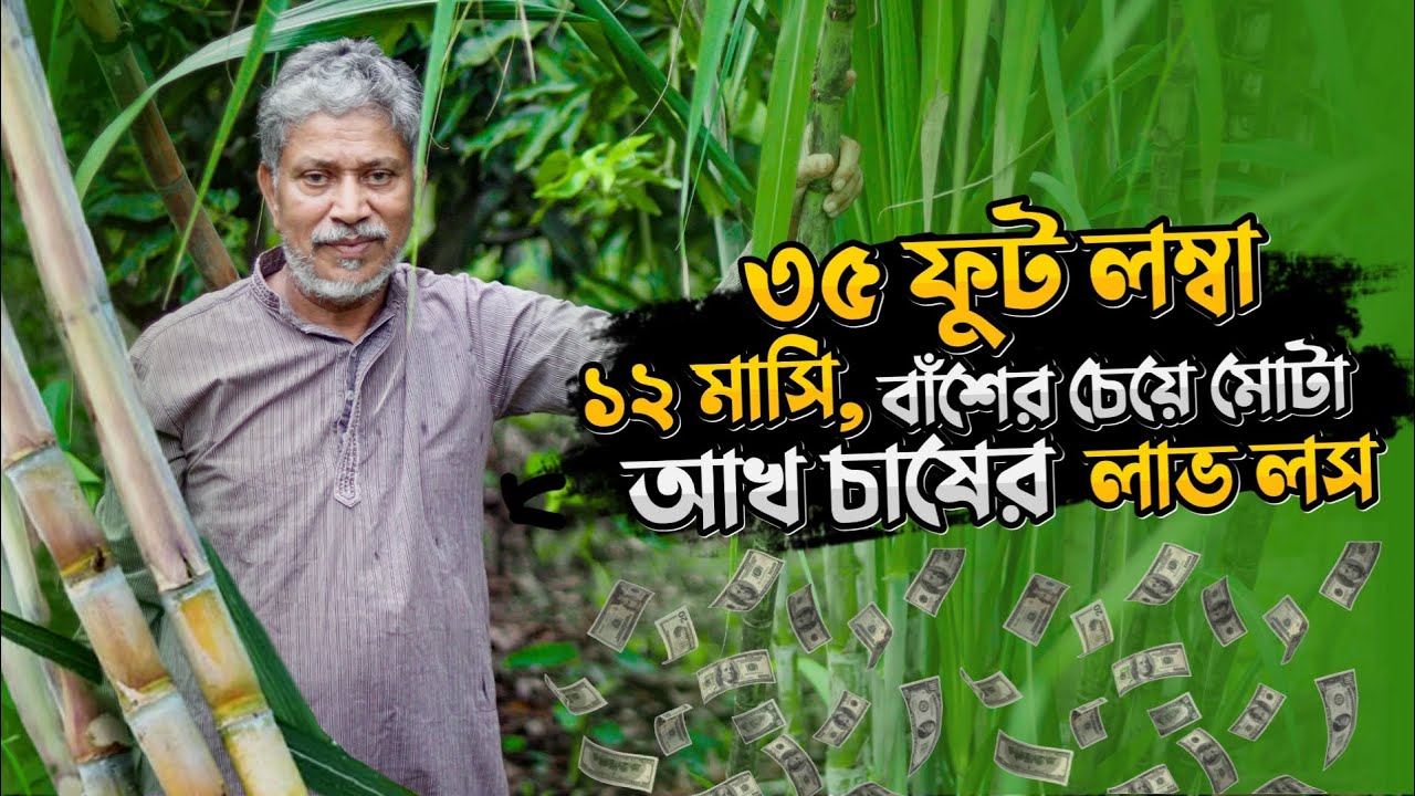 বাঁশের চেয়ে মোটা ৩৫ ফুট লম্বা ১২ মাসি আখ | আখ চাষ | আখ চাষ পদ্ধতি | গেন্ডারি চাষ | akh cash
