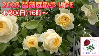 2023 薔薇庭散歩 LIVE