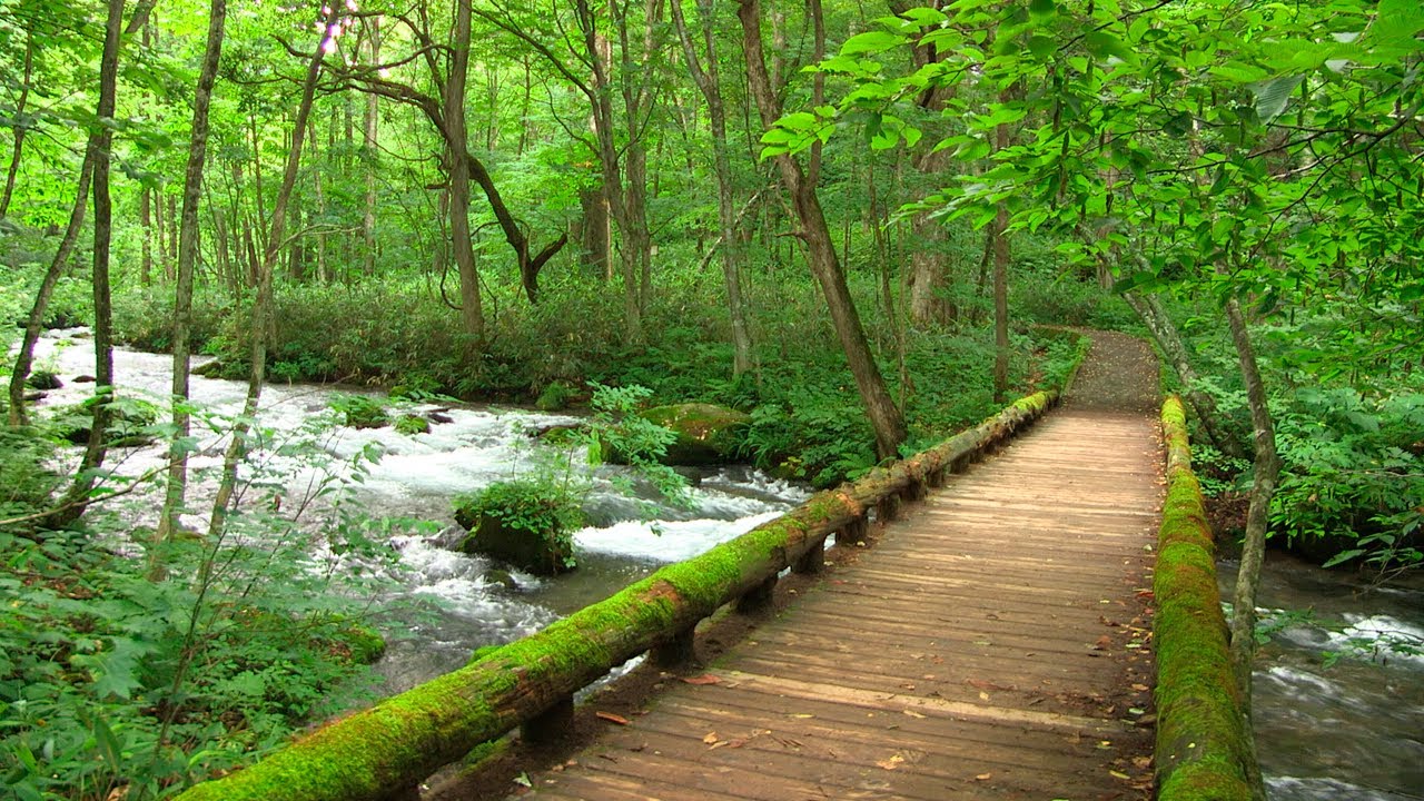 癒しの宝箱 奥入瀬渓流 夏散策 Youtube 癒しの宝箱 奥入瀬渓流 夏散策 Youtube