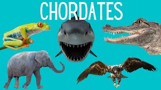 Main Classes of Chordates - Amphibians- Reptiles -Mammals- Birds -Fish