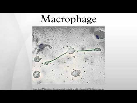 Video: CMY-2 Tipa Beta-laktamāzes Producējošās Escherichia Coli, Kas Izolēta No Vistas Liemeņiem Un Cilvēku Infekcijas, Raksturojums Brazīlijas Dienvidu Pilsētā