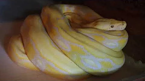 3 Year Old Lavender Tiger Reticulated Python Update