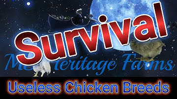 Never Raise These Chickens for Survival — BIG Mistake!