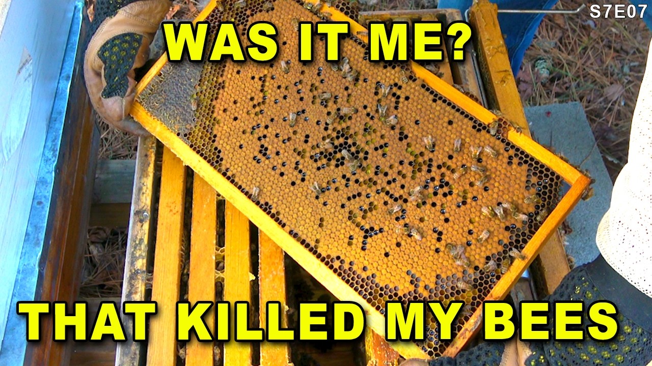 Was it me who killed my bees?  I don't think the beetles are responsible.