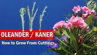 How to Grow Oleander from Cuttings | Growing Kaner Nerium ... 