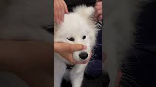 PUPPY CAN'T TURN NECK Animal Chiropractor