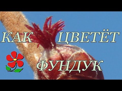 Как цветёт фундук (лещина, орех лесной).