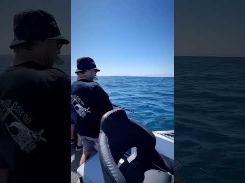 Gummy shark on