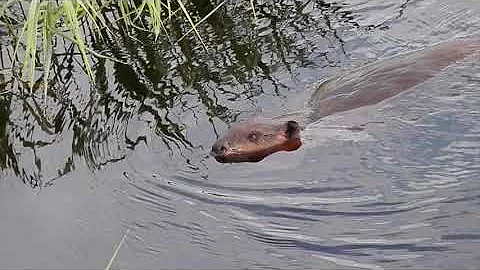 My Backyard Beavers