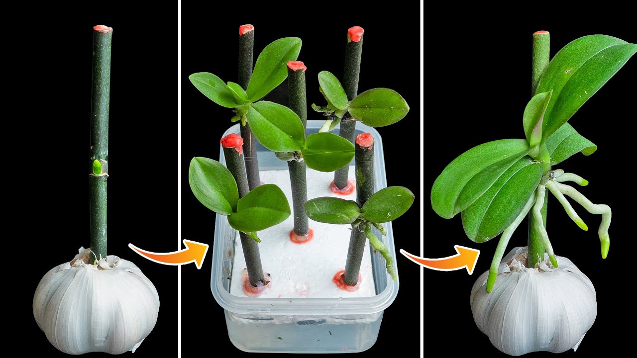 Soak orchid branches in garlic water, only a week will grow