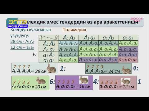 Video: Тукум куучулук гендер ДНКсы же хромосомалар аркылуу ишке ашабы?