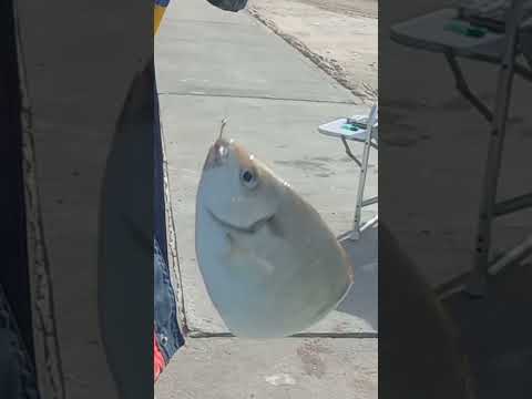 سمكه الصافي او البطاطا حجم كبير صيد السمك أخلاق ذوق محبه نفوس صافيه سمك  الكويت