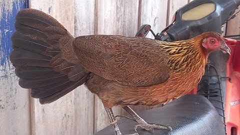 แม่พันไก่ป่าf1สวยมาก(2.12.2021)