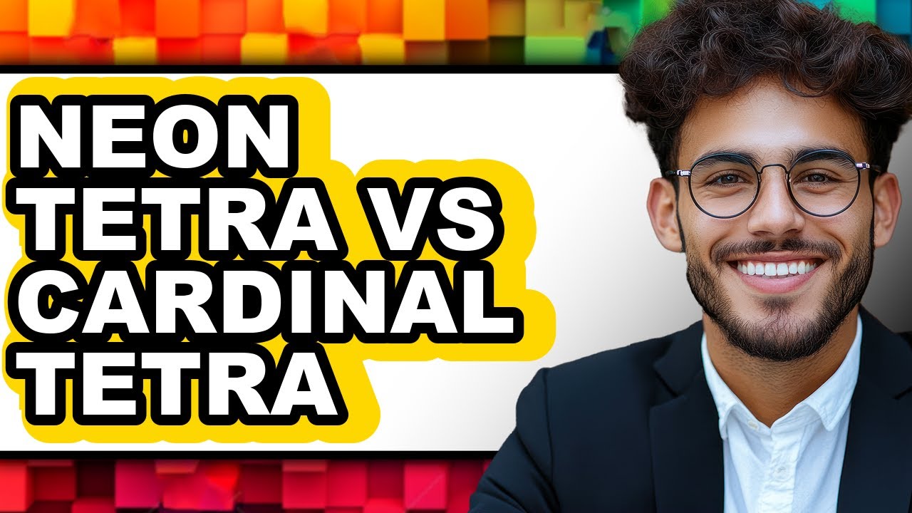 Neon Tetra Vs Cardinal Tetra - Which Is Better?