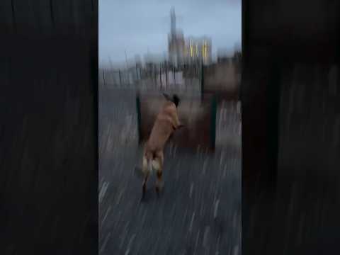 С Бельгийской овчаркой малинуа требуются регулярные занятия #шортс #малинуа #бельгийскаяовчарка