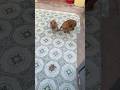 2 mẹ con Lùn ngủ nướng😄#dogs #shorts
