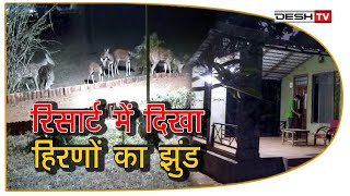 कुरंदी जंगल से शहर की ओर पहुंचा हिरणों का झुंड|Herds of deer|Kurandi forest jagdalpur|deer incity|