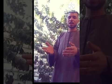 راحو شباب سكنو التراب من شاعر الغلابه احمد ضاحي الجزار