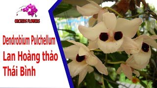 Orchids Flowers Dendrobium Pulchellum Lan Hoang Thao Thai Binh