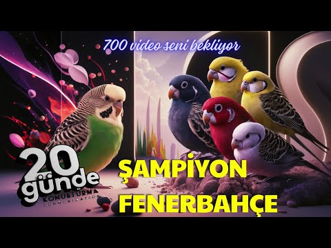Şampiyon Fenerbahçe Ruhuyla Muhabbet Kuşu Konuşturma!